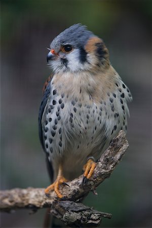 falcone - Portrait of American Kestrel Fotografie stock - Rights-Managed, Codice: 700-02315115