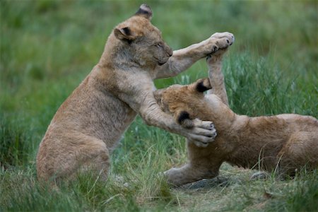 Lion Cubs spielen kämpfen Stockbilder - Lizenzpflichtiges, Bildnummer: 700-02315117