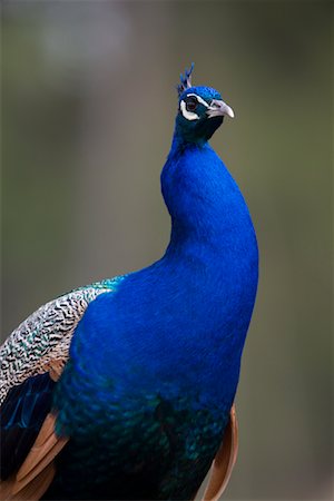 Portrait of Peacock Stock Photo - Rights-Managed, Code: 700-02315112