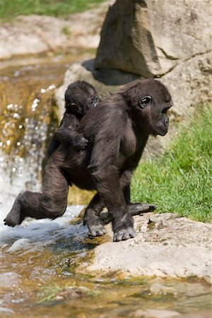 simsearch:700-02315124,k - Eastern Lowland Gorilla Carrying Baby on Back Fotografie stock - Rights-Managed, Codice: 700-02315124