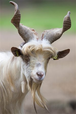 Portrait of Girgentana Goat Stock Photo - Rights-Managed, Code: 700-02315126