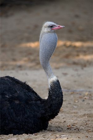 Portrait of Ostrich Foto de stock - Con derechos protegidos, Código: 700-02315150