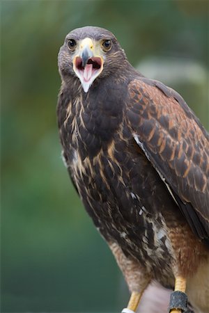 Portrait of Harris Hawk Stock Photo - Rights-Managed, Code: 700-02315152