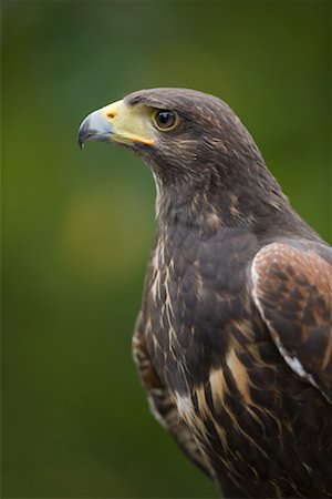 Portrait of Harris Hawk Stock Photo - Rights-Managed, Code: 700-02315153