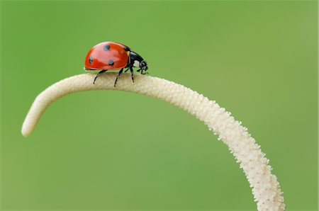 photographs of ladybugs - Seven Spot Lady Bird on Plant, Bavaria, Germany Stock Photo - Rights-Managed, Code: 700-02347905