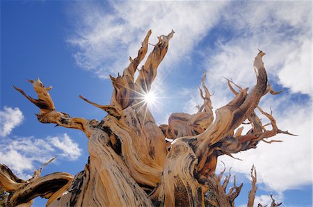 desert cloudy - Trunk of Dead Bristle cone Pine Tree, Inyo National Forest, White Mountains, California, USA Foto de stock - Con derechos protegidos, Código: 700-02347906