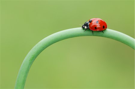 photographs of ladybugs - Seven Spot Lady Bird on Garlic Plant, Bavaria, Germany Stock Photo - Rights-Managed, Code: 700-02347903