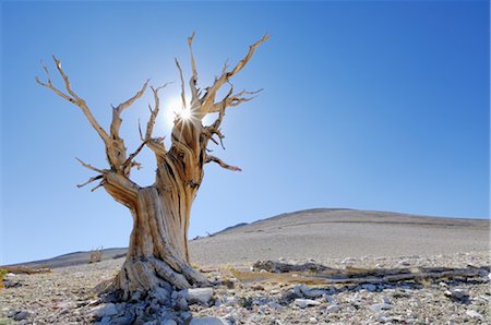 Dead Bristle cone Pine Trees, Inyo National Forest, White Mountians, California, USA Foto de stock - Con derechos protegidos, Código: 700-02347912