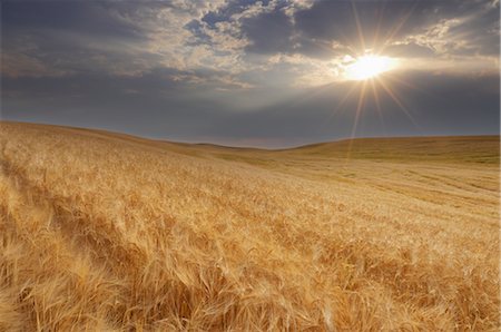 field of grain - Sun Shining over Wheat Field near Colfax, Palouse, Whitman County, Washington State, USA Stock Photo - Rights-Managed, Code: 700-02347924