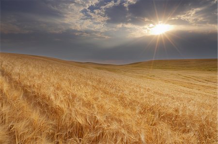 Sun Shining over Wheat Field near Colfax, Palouse, Whitman County, Washington State, USA Stock Photo - Rights-Managed, Code: 700-02347924