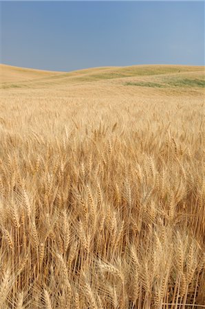 Champ de blé près de Colfax, Palouse, comté de Whitman, Washington State, USA Photographie de stock - Rights-Managed, Code: 700-02347925