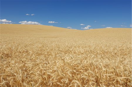 Wheat Field near Colfax, Palouse, Whitman County, Washington State, USA Stock Photo - Rights-Managed, Code: 700-02347929