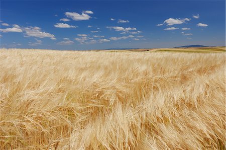 field of grain - Blé champ, Palouse, Whitman County, Washington State, USA Photographie de stock - Rights-Managed, Code: 700-02347944