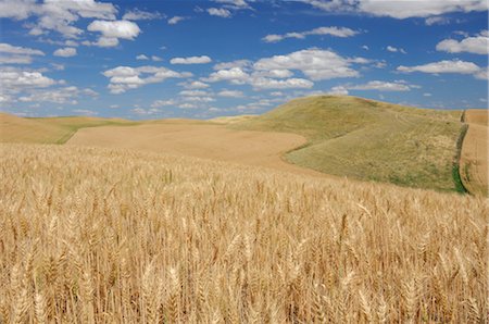 Wheat Field, Palouse, Whitman County, Washington State, USA Stock Photo - Rights-Managed, Code: 700-02347942