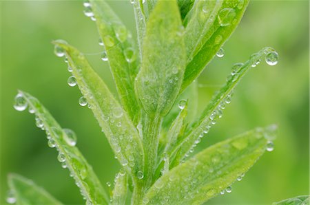 dew - Dew Drops on Plant, Mount Rainer National Park, Washington State, USA Stock Photo - Rights-Managed, Code: 700-02347958