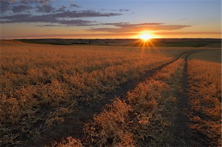 Sun over Wheat Field, Palouse, Whitman County, Washington State, USA Stock Photo - Rights-Managed, Code: 700-02347950