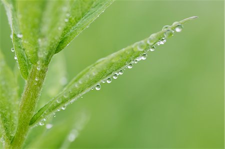 dew - Dew Drops on Plant, Mount Rainer National Park, Washington State, USA Stock Photo - Rights-Managed, Code: 700-02347960