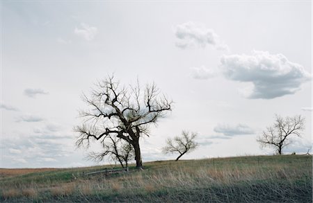 stati delle pianure - Trees in Field Near Mullen, on Nebraska Highway 2, Sand Hills, Nebraska, USA Fotografie stock - Rights-Managed, Codice: 700-02348008