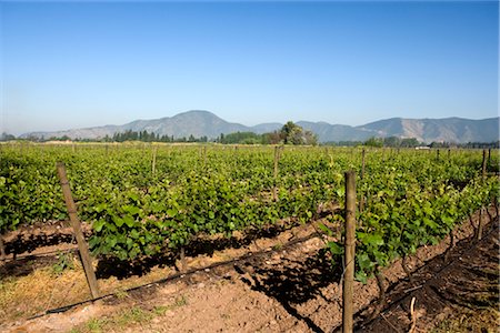 santiago, chile - Francisco Undurraga Vineyard, Maipo Valley, Santiago, Talagante Chile Stock Photo - Rights-Managed, Code: 700-02348334