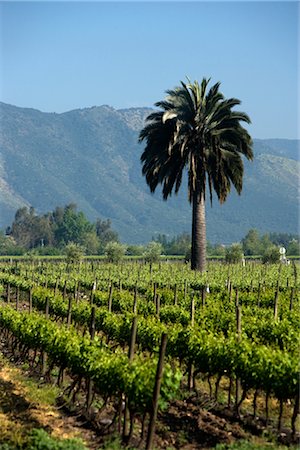 Francisco Undurraga Vineyard, Maipo Valley, Santiago, Talagante Chile Stock Photo - Rights-Managed, Code: 700-02348331