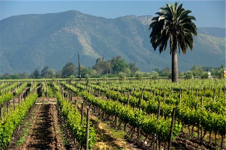 Francisco Undurraga Vineyard, vallée de Maipo, Santiago, Chili de Talagante Photographie de stock - Rights-Managed, Code: 700-02348332