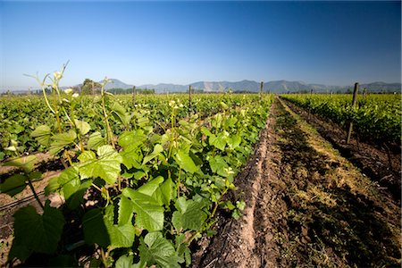 south american earth pictures - Francisco Undurraga Vineyard, Maipo Valley, Santiago, Talagante Chile Stock Photo - Rights-Managed, Code: 700-02348333