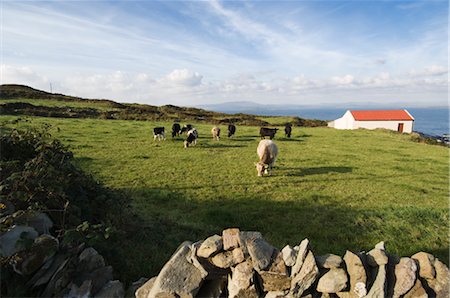 simsearch:700-02288962,k - Cows Grazing in Meadow, Cape Clear Island, County Cork, Ireland Foto de stock - Con derechos protegidos, Código: 700-02348621