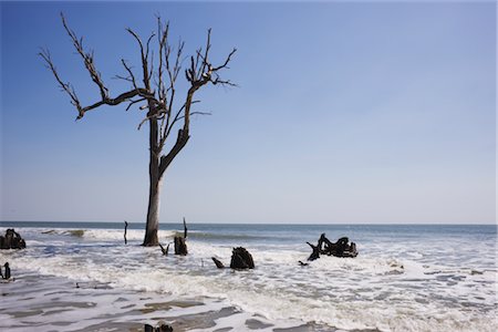 Dead Tree, Huntington Beach, South Carolina, USA Foto de stock - Con derechos protegidos, Código: 700-02348981