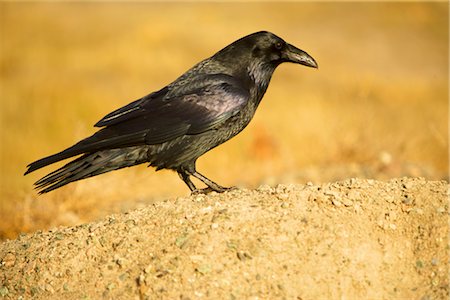Portrait de Raven Photographie de stock - Rights-Managed, Code: 700-02376756