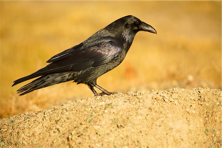 Portrait of Raven Foto de stock - Con derechos protegidos, Código: 700-02376756