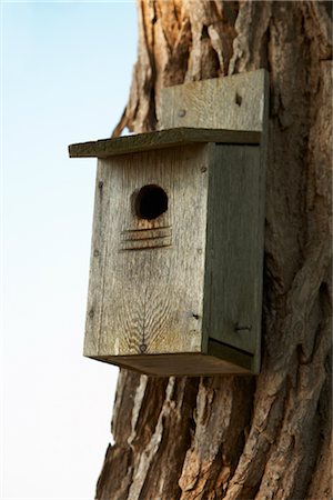 Wooden Bird House on Tree Stock Photo - Rights-Managed, Code: 700-02377102