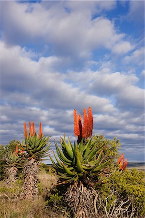 provincia del capo - Flowering Aloe Plants, Eastern Cape, South Africa Fotografie stock - Rights-Managed, Codice: 700-02377248