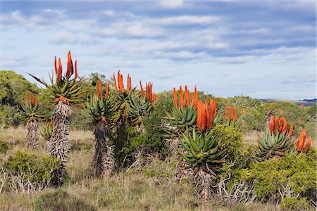 Flowering Aloe Plants, Eastern Cape, South Africa Stock Photo - Rights-Managed, Code: 700-02377249