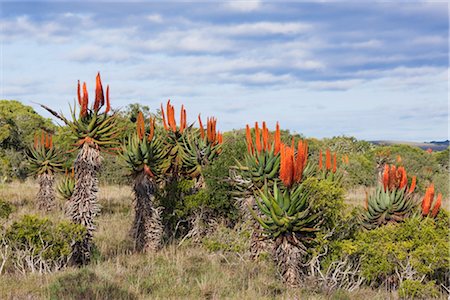 province du cap - Floraison Aloe plantes, Eastern Cape, en Afrique du Sud Photographie de stock - Rights-Managed, Code: 700-02377249