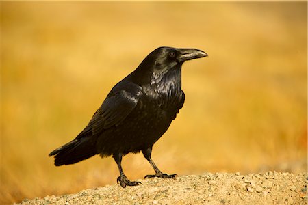 Portrait de Raven Photographie de stock - Rights-Managed, Code: 700-02377478