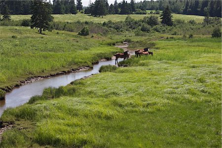 Horses and Stream, New Brunswick, Canada Stock Photo - Rights-Managed, Code: 700-02378015