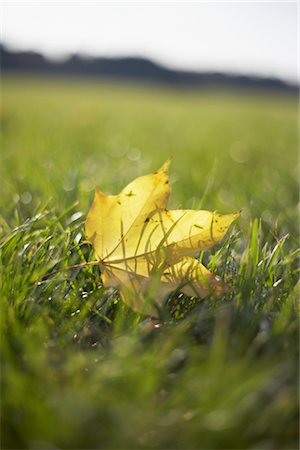 Feuilles d'automne sur l'herbe Photographie de stock - Rights-Managed, Code: 700-02371455