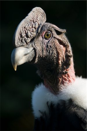 scavenger - Portrait de Condor des Andes Photographie de stock - Rights-Managed, Code: 700-02371453