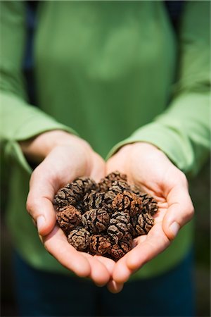 pine cone closeup - Woman Holding Pine Cones Stock Photo - Rights-Managed, Code: 700-02386007