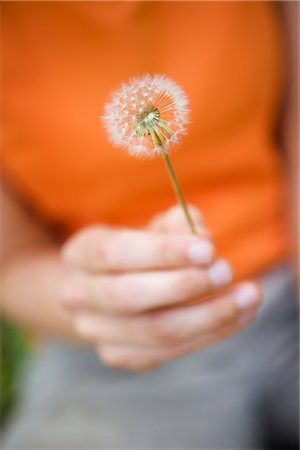 diente de león - Woman's Hand Holding Dandelion, Arizona, USA Foto de stock - Con derechos protegidos, Código: 700-02386021