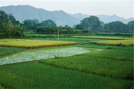 Rice Harvest, Guilin, China Foto de stock - Con derechos protegidos, Código: 700-02386075