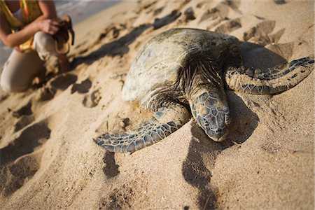 Sea Turtle on Beach, Big Island, Hawaii Stock Photo - Rights-Managed, Code: 700-02386194