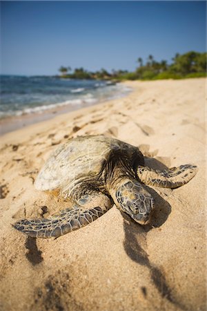 Sea Turtle on Beach near Kona, Big Island, Hawaii Stock Photo - Rights-Managed, Code: 700-02386195