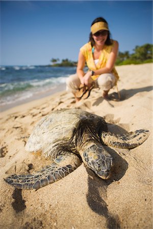 Woman Watching Sea Turtle on Beach near Kona, Big Island, Hawaii Foto de stock - Direito Controlado, Número: 700-02386196