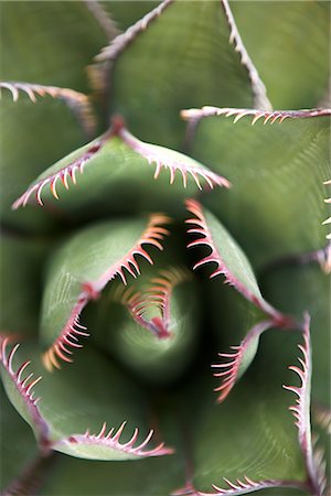 Gros plan d'Agave Potatorum Kichiokan Photographie de stock - Rights-Managed, Code: 700-02386228