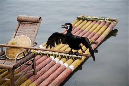 Portrait of Cormorant on Bamboo Fishing Raft, Guilin, Guangxi Autonomous Region, China Foto de stock - Con derechos protegidos, Código: 700-02386246