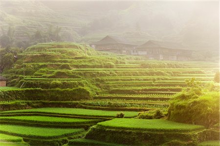 Rice Terraces, Guilin, Guangxi Autonomous Region, China Fotografie stock - Rights-Managed, Codice: 700-02386255