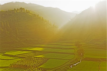 field of grain - Rice Terraces, Guilin, Guangxi Autonomous Region, China Stock Photo - Rights-Managed, Code: 700-02386256