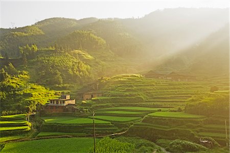 field of grain - Rizières en terrasses, Guilin, région autonome de Guangxi, Chine Photographie de stock - Rights-Managed, Code: 700-02386257