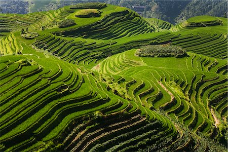 Long Ji Rice Terraces, Ping An Village, Longsheng, China Stock Photo - Rights-Managed, Code: 700-02386259